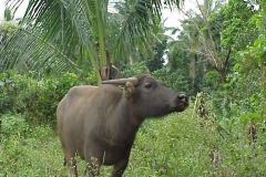 02Ph-018