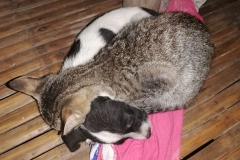 22050101